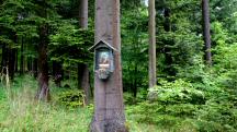  Blick zu einen schnen Bildbaum 